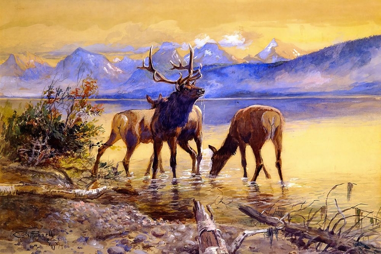 Picture of ELK IN LAKE MCDONALD 1906