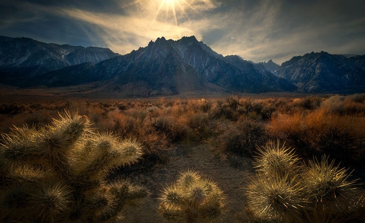 Picture of GOLDEN CACTUS