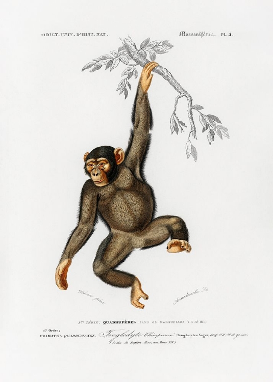 Picture of CHIMPANGZE