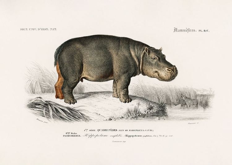 Picture of HIPPOPOTAMUS