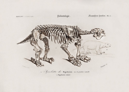 Picture of MEGATHERIUM