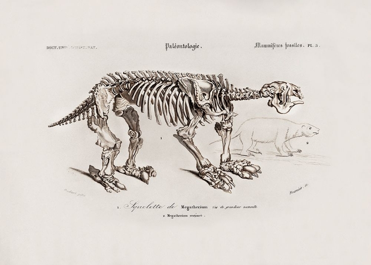 Picture of MEGATHERIUM