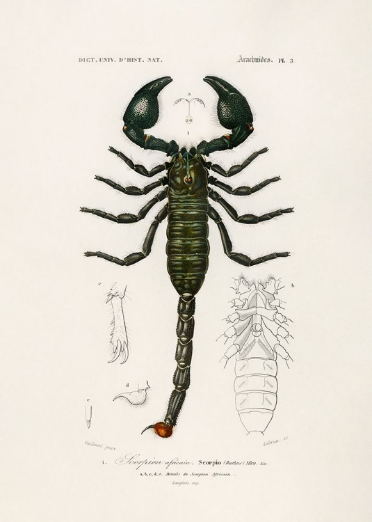 Picture of THE EMPEROR SCORPION