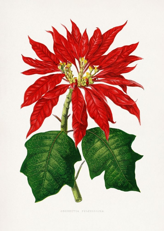 Picture of POINSETTIA PULCHERRIMA LEAF ILLUSTRATION