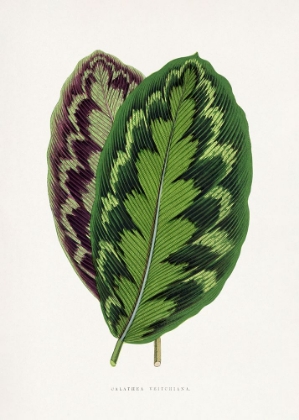 Picture of CALATHEA VEITCHIANA LEAF ILLUSTRATION