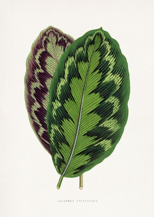 Picture of CALATHEA VEITCHIANA LEAF ILLUSTRATION