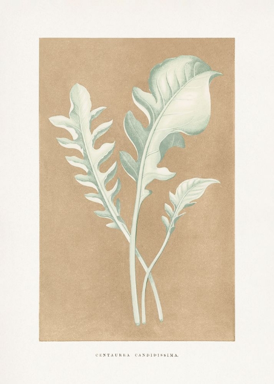 Picture of CENTAUREA CANDIDISSIMA LEAF ILLUSTRATION