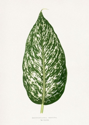 Picture of DIEFFENBACHIA SEGUINA LEAF ILLUSTRATION