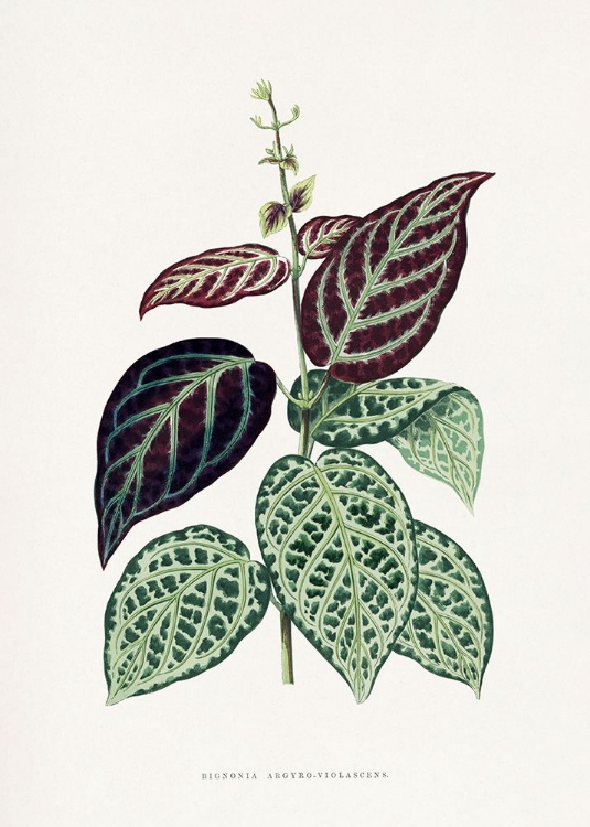 Picture of GREEN BIGNONIA ARGYRO VIOLASCENS LEAF ILLUSTRATION