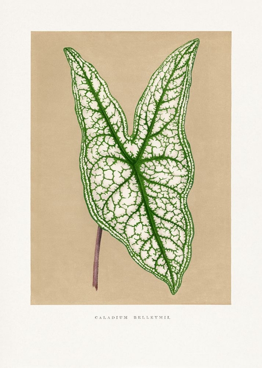 Picture of GREEN CALADIUM BELLEYMII LEAF ILLUSTRATION