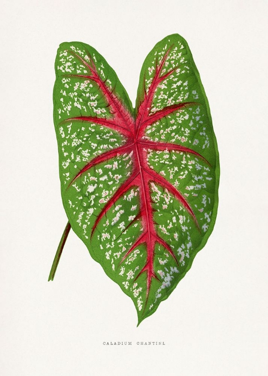 Picture of GREEN CALADIUM CHANTINI LEAF ILLUSTRATION