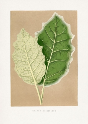 Picture of GREEN SOLANUM MARGINATUM LEAF ILLUSTRATION