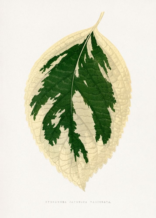 Picture of HYDRANGEA JAPONICA VARIEGATA LEAF ILLUSTRATION