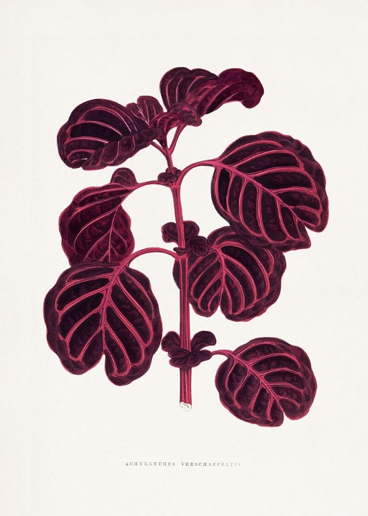 Picture of PINK ACHYRANTHES VERSCHAFFELTII LEAF ILLUSTRATIO