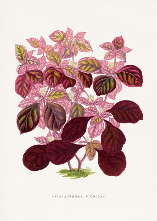 Picture of PINK TELEIANTHERA FICOIDEA LEAF ILLUSTRATION