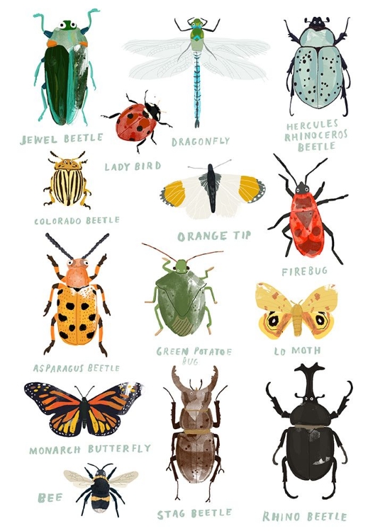 Picture of BUGS