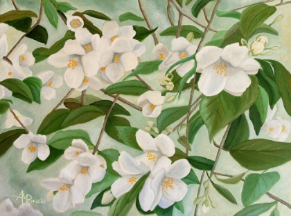 Picture of ORANGE BLOSSOMS