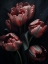 Picture of RED TULIPS 5