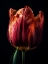 Picture of CLOSE UP TULIP 1