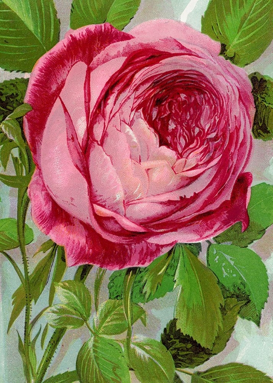 Picture of PINK ROSE