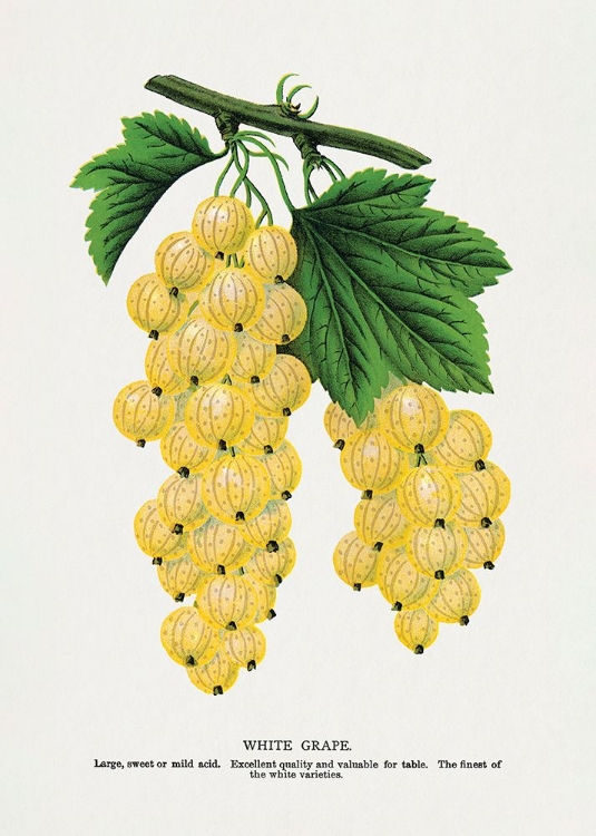 Picture of WHITE GRAPE LITHOGRAPH