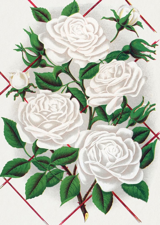 Picture of WHITE ROSE