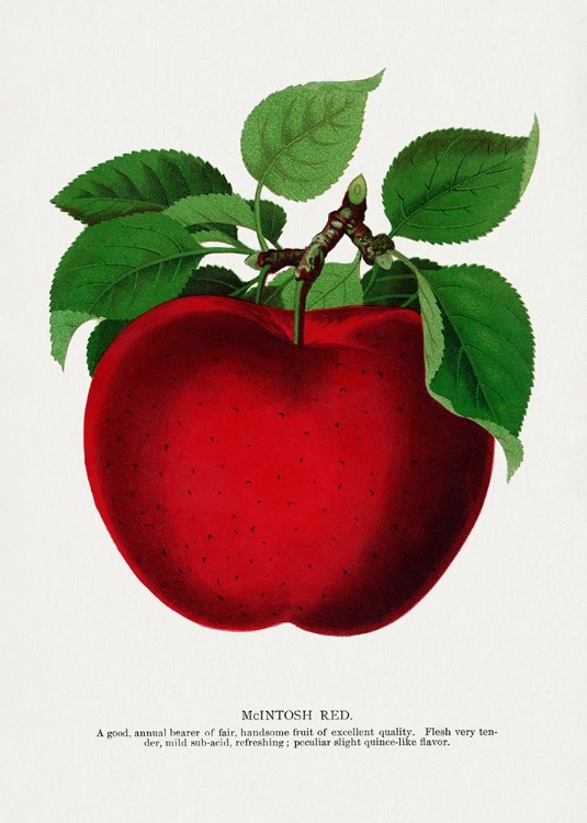 Picture of MCINTOSH RED APPLE LITHOGRAPH