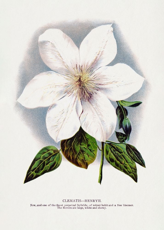 Picture of CLEMATIS FLOWER LITHOGRAPH