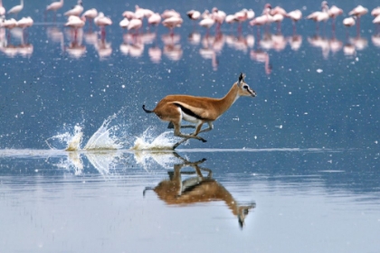 Picture of THOMSONS GAZELLE SPRINTING THROUGH LAKE NAKURU