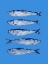 Picture of SARDINES ON BLUE