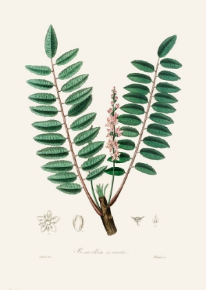 Picture of BOSWELLIA SERRATA MEDICAL BOTANY