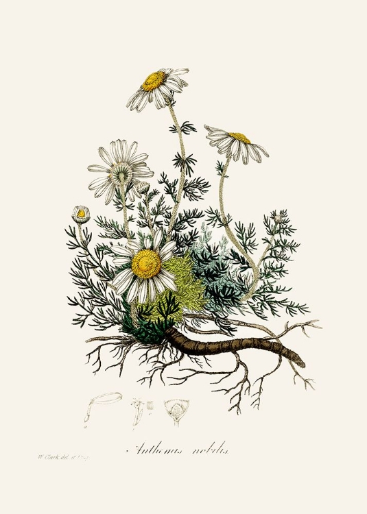 Picture of CHAMOMILE (ANTHEMIS NOBILIS) MEDICAL BOTANY