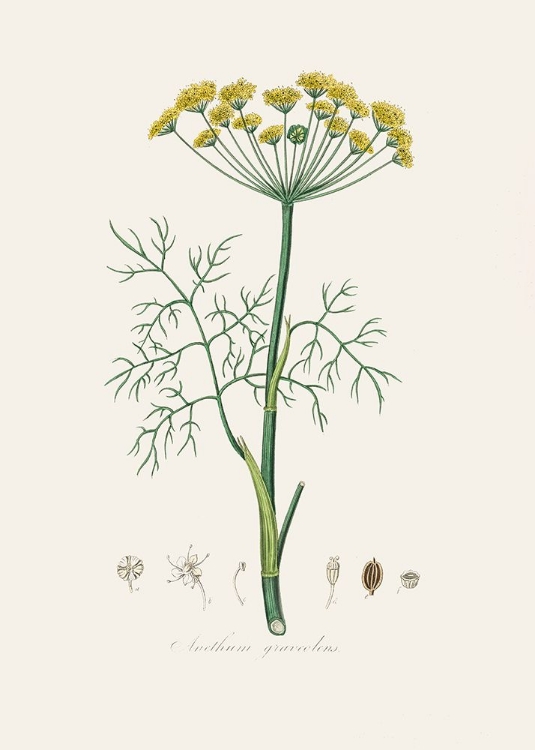 Picture of DILL (ANETHUM GRAVEOLENS)  MEDICAL BOTANY