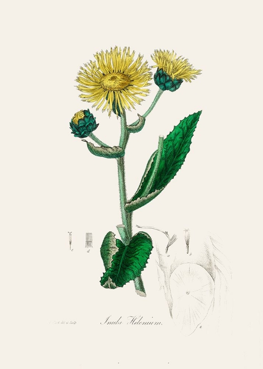 Picture of ELECAMPANE (INULA HELENIUM) MEDICAL BOTANY