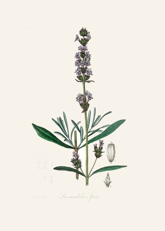 Picture of LAVENDER (LAVANDULA IPICA)  MEDICAL BOTANY