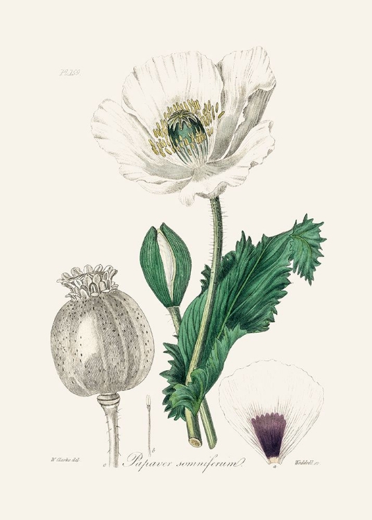 Picture of OPIUM POPPY (PAPAVER SOMNIFERUM) MEDICAL BOTANY