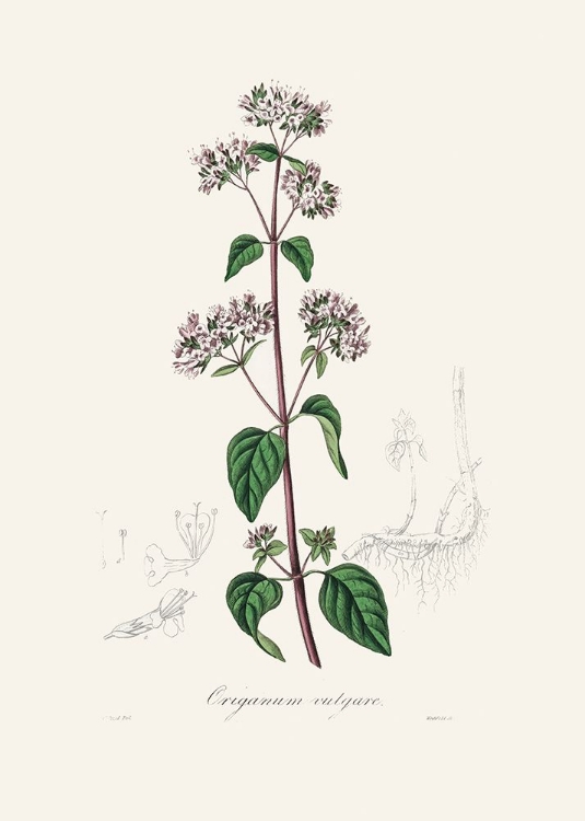 Picture of OREGANO (ORIGANUM VULGARE) MEDICAL BOTANY