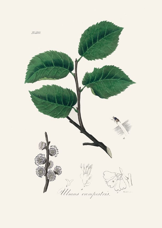 Picture of ULMUS CAMPESTRIS MEDICAL BOTANY