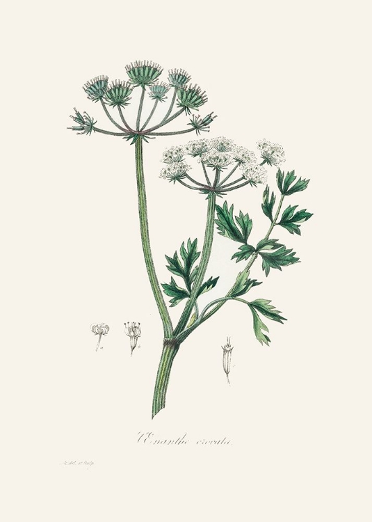 Picture of WATER DROPWORT (ONANTHE GROCATA) MEDICAL BOTANY