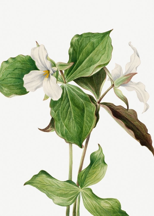 Picture of LARGE WHITE TRILLIUM