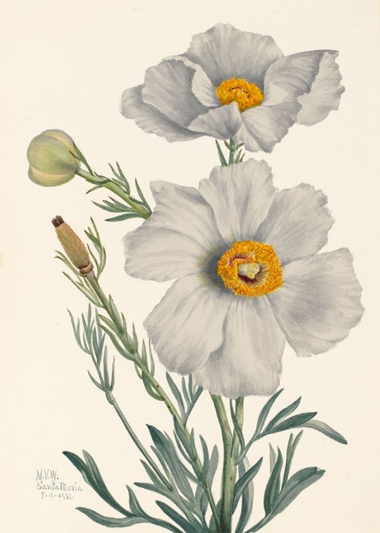 Picture of MATILIJA POPPY