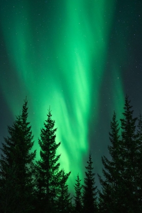 Picture of NORTHERN LIGHTS IN THE WOODS