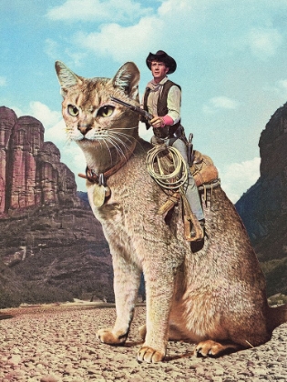 Picture of CAT LONE RANGER