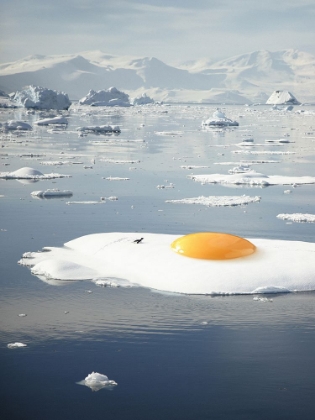 Picture of EGG-BERG - ARCTIC EGG SUNNY SIDE UP