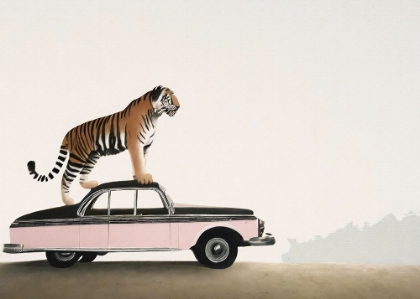 Picture of TIGER OM A CAR ROOF