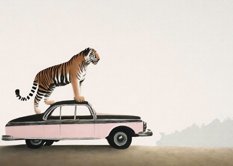 Picture of TIGER OM A CAR ROOF