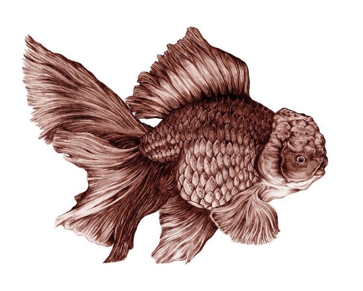 Picture of BLUEBERRY GOLDFISH