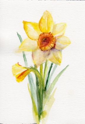 Picture of DAFFODIL MARCH COPY