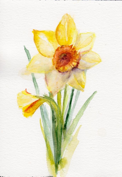 Picture of DAFFODIL MARCH