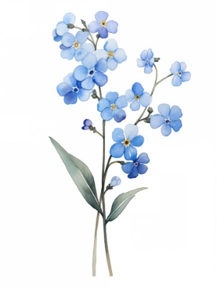 Picture of FORGET ME NOT FLOWER 2